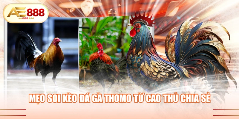 Mẹo Soi Kèo Đá Gà Thomo Từ Cao Thủ AE888 Chia Sẻ 1 mẹo soi kèo đá gà Thomo ăn tiền tỷ từ cao thủ