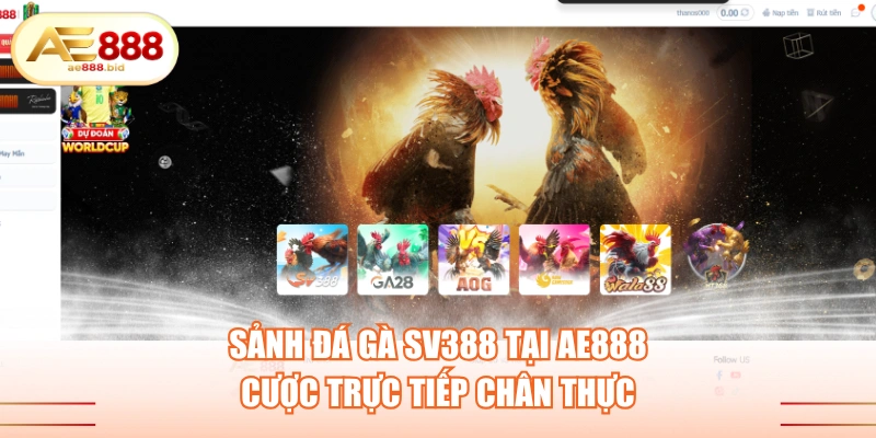 Sảnh Đá Gà SV388 Tại AE888 - Cược Trực Tiếp Chân Thực 1 Sảnh đá gà SV388 tại AE888